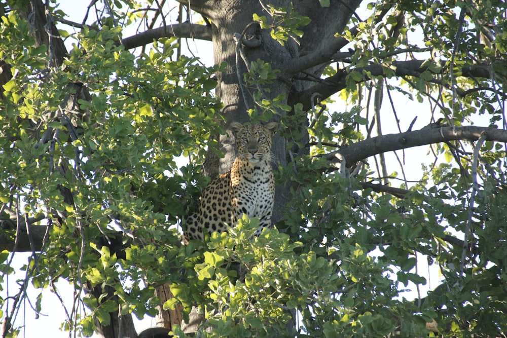a leopard hiding in a tree in the shade