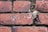 Weathered red bricks with patches of white mortar and signs of aging. Moss and dirt can be seen in the crevices, indicating exposure to natural elements over time.
