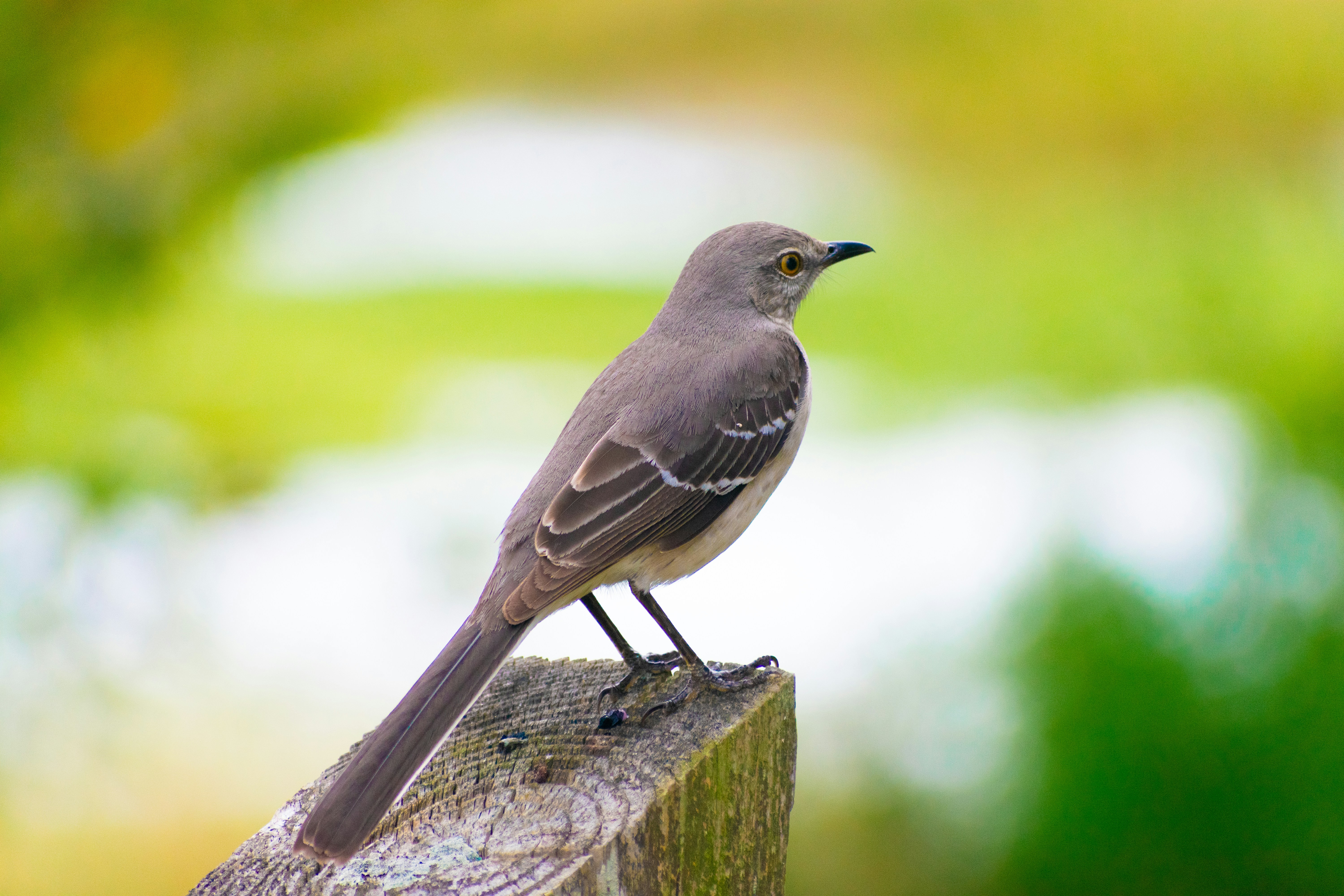 Photo by probablyrobin