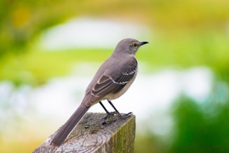 a small bird sitting on top of a wooden post