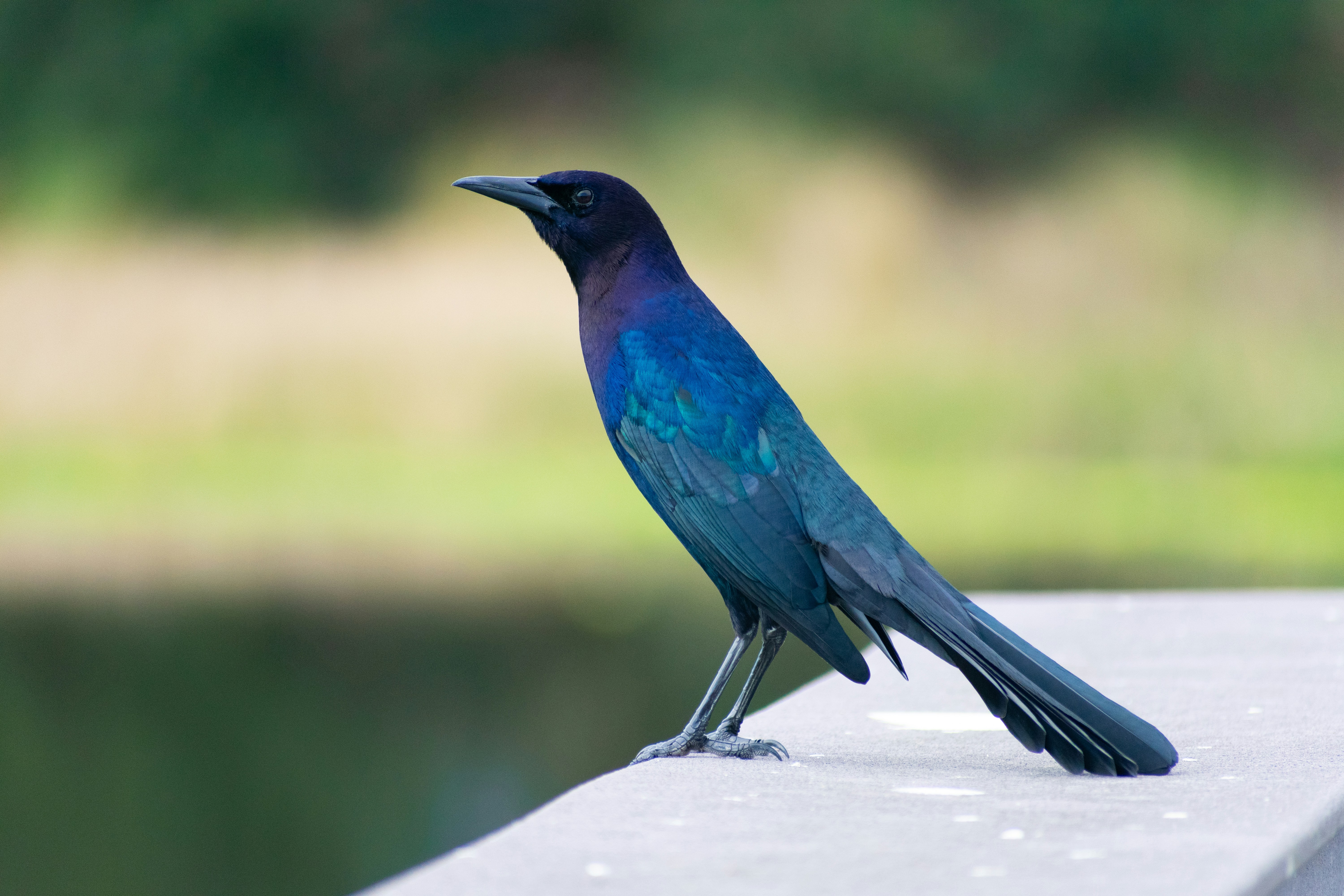 Photo by probablyrobin