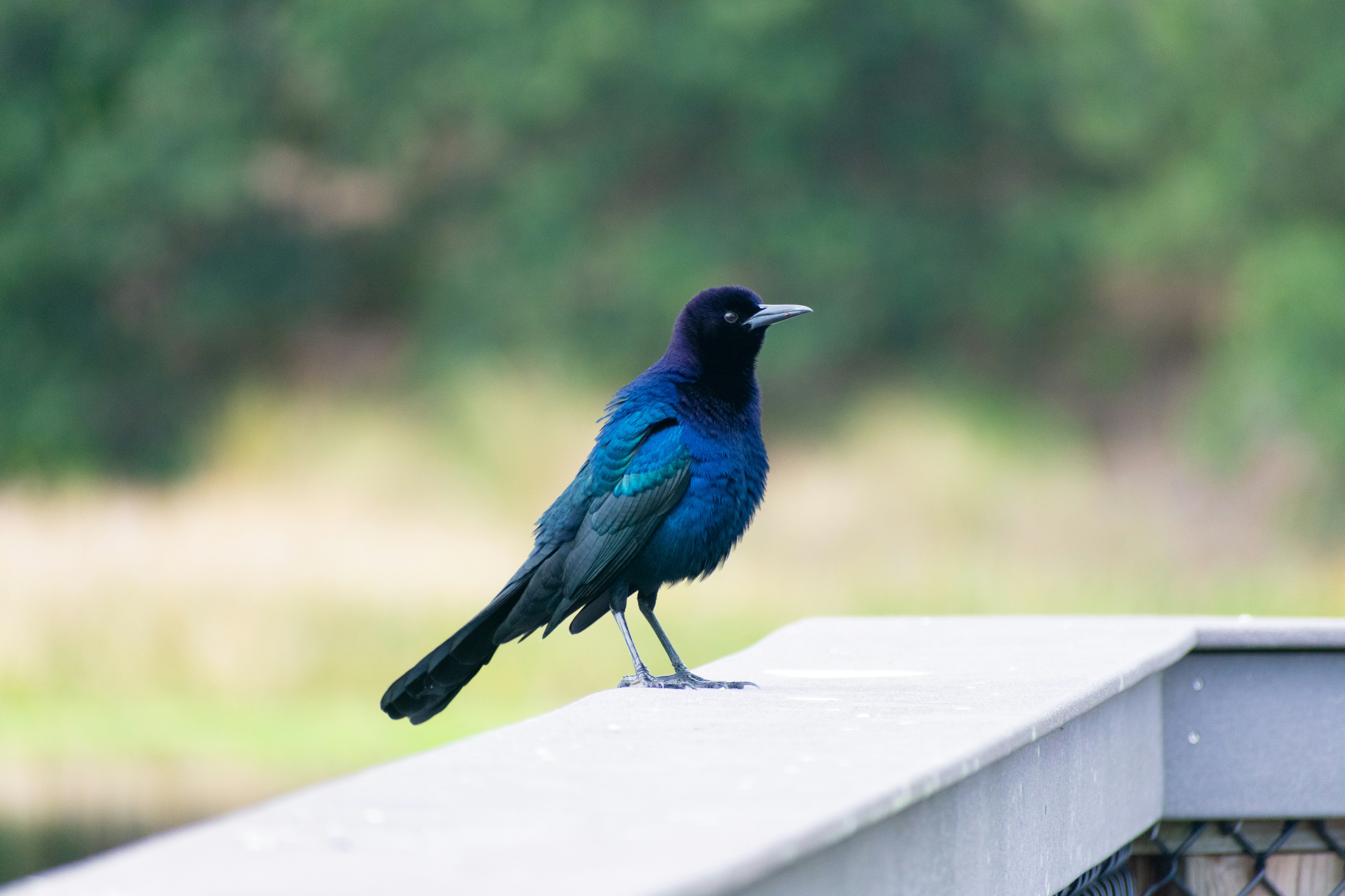 Photo by probablyrobin