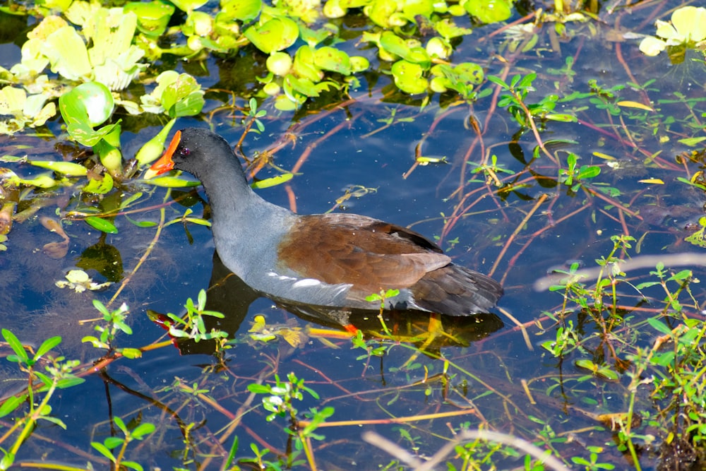 a duck swimming in a pond surrounded by plants