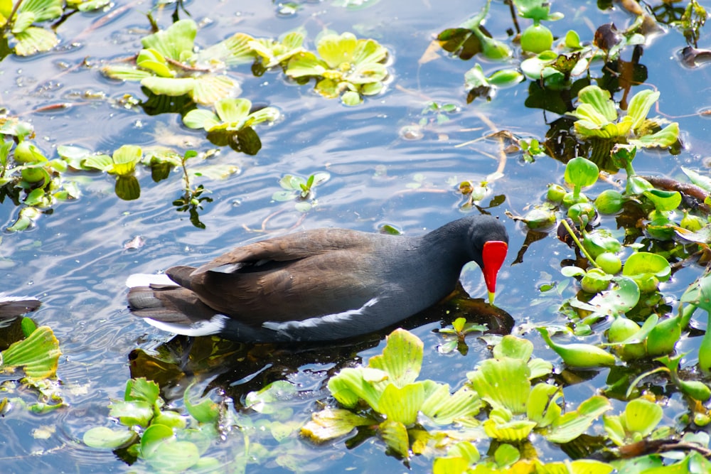 a bird with a red beak swimming in a pond