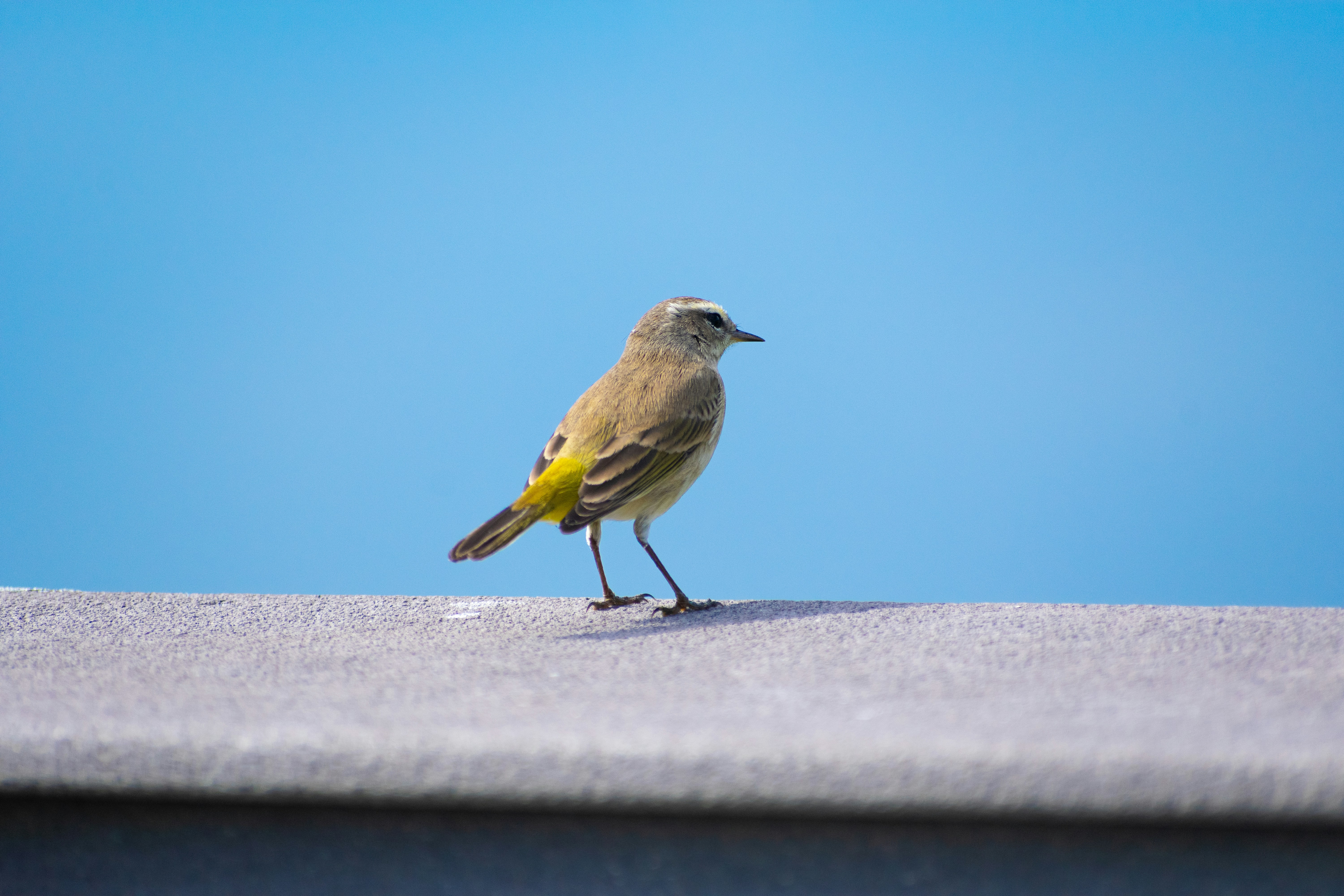 Photo by probablyrobin