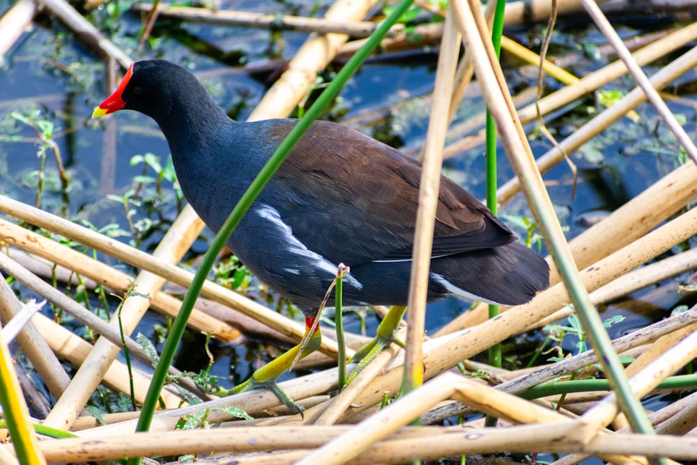 a bird is standing in the water among reeds