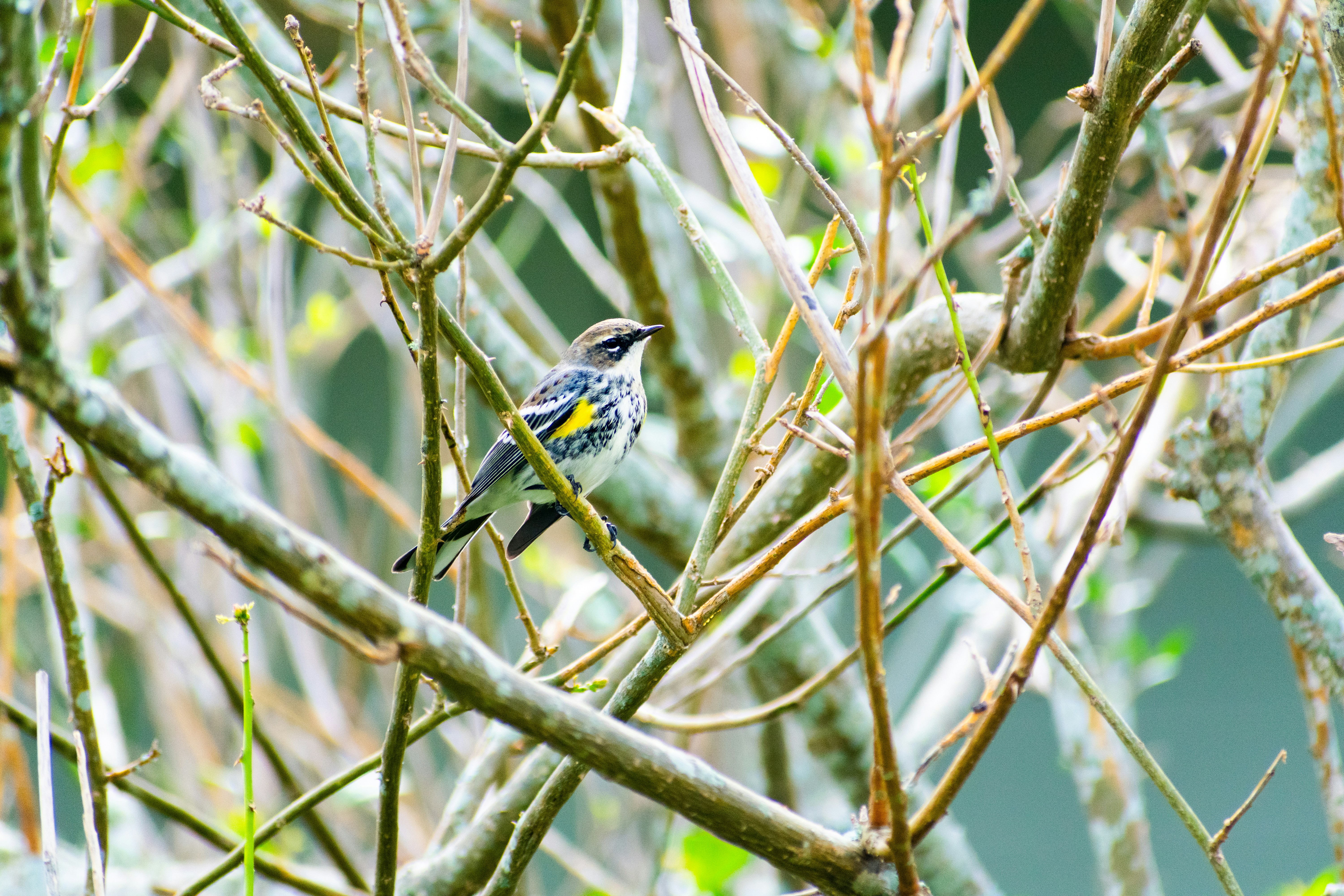 Photo by probablyrobin