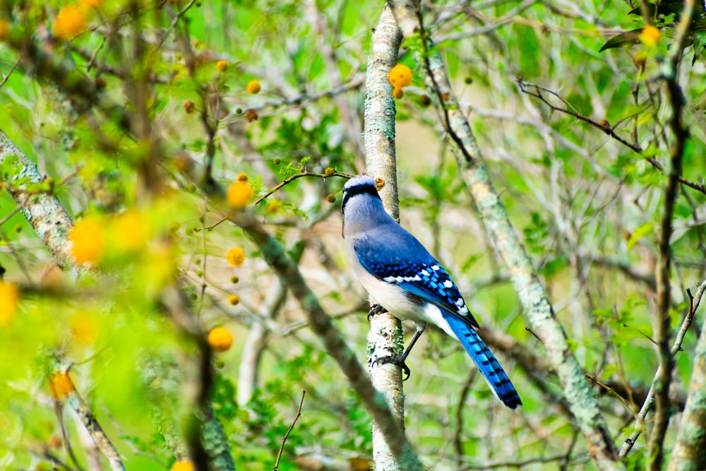a blue bird perched on a branch of a tree