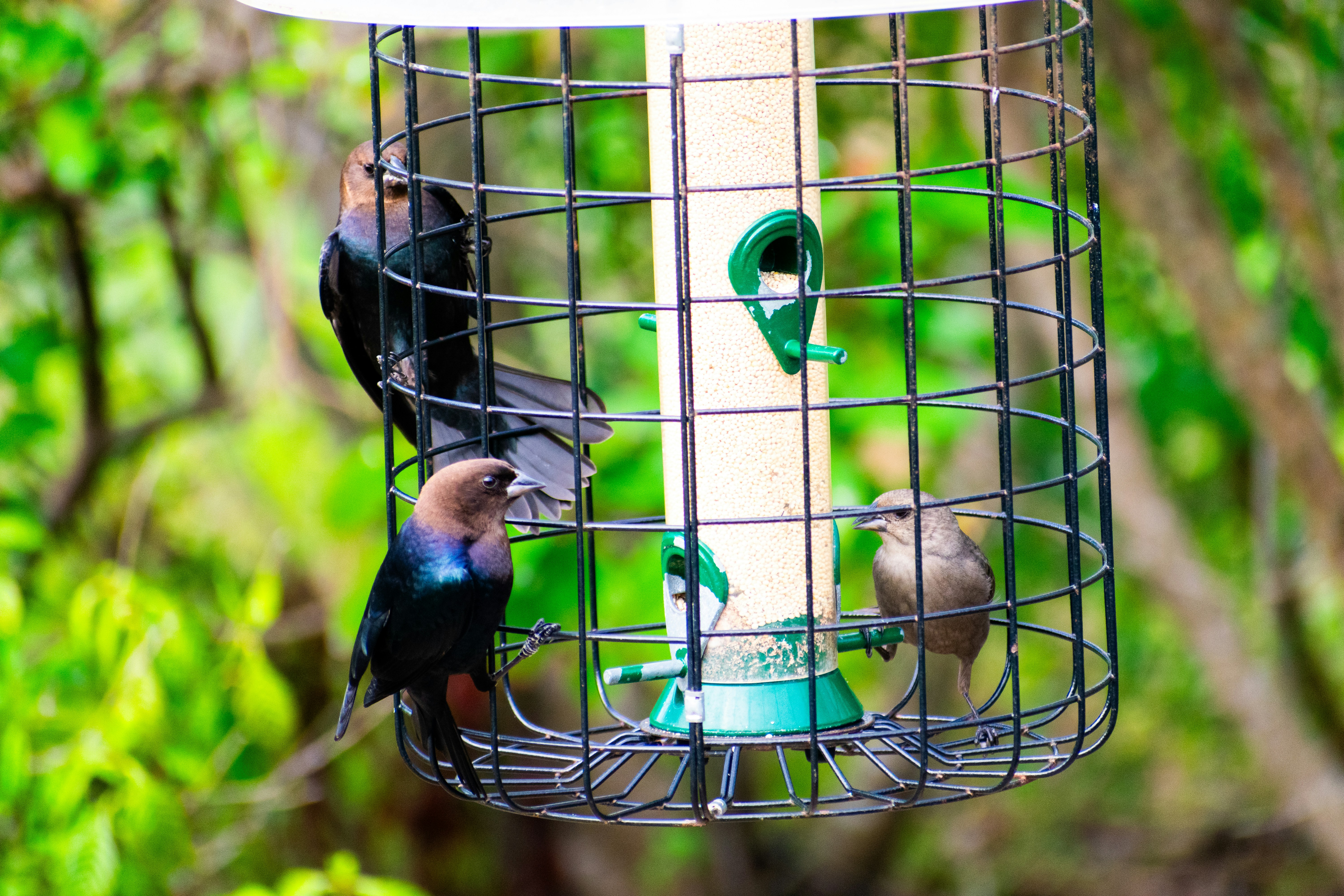 a group of birds that are on a bird feeder