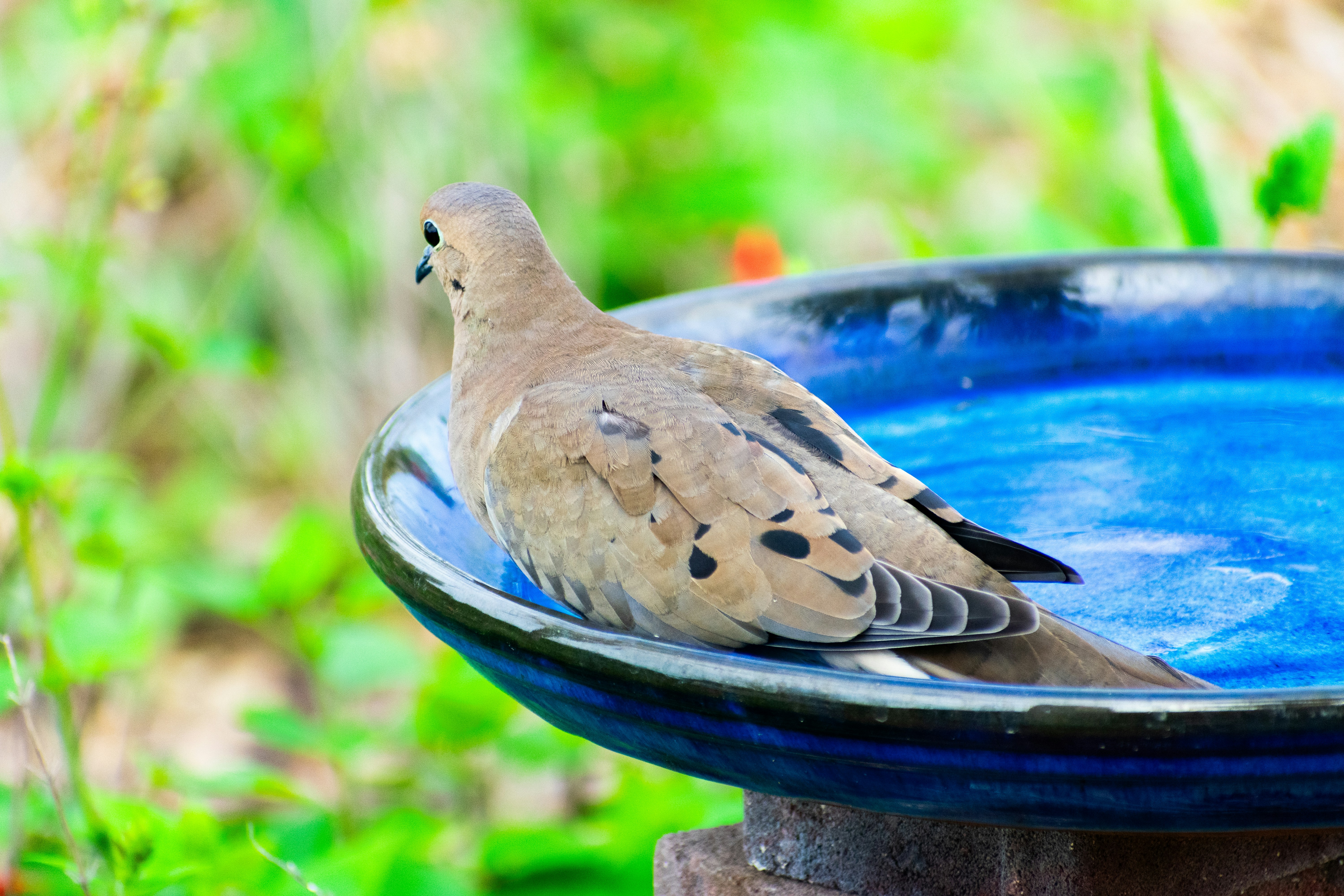 9 Bird Feeding Tips for Preventing Mold and Bacteria Growth