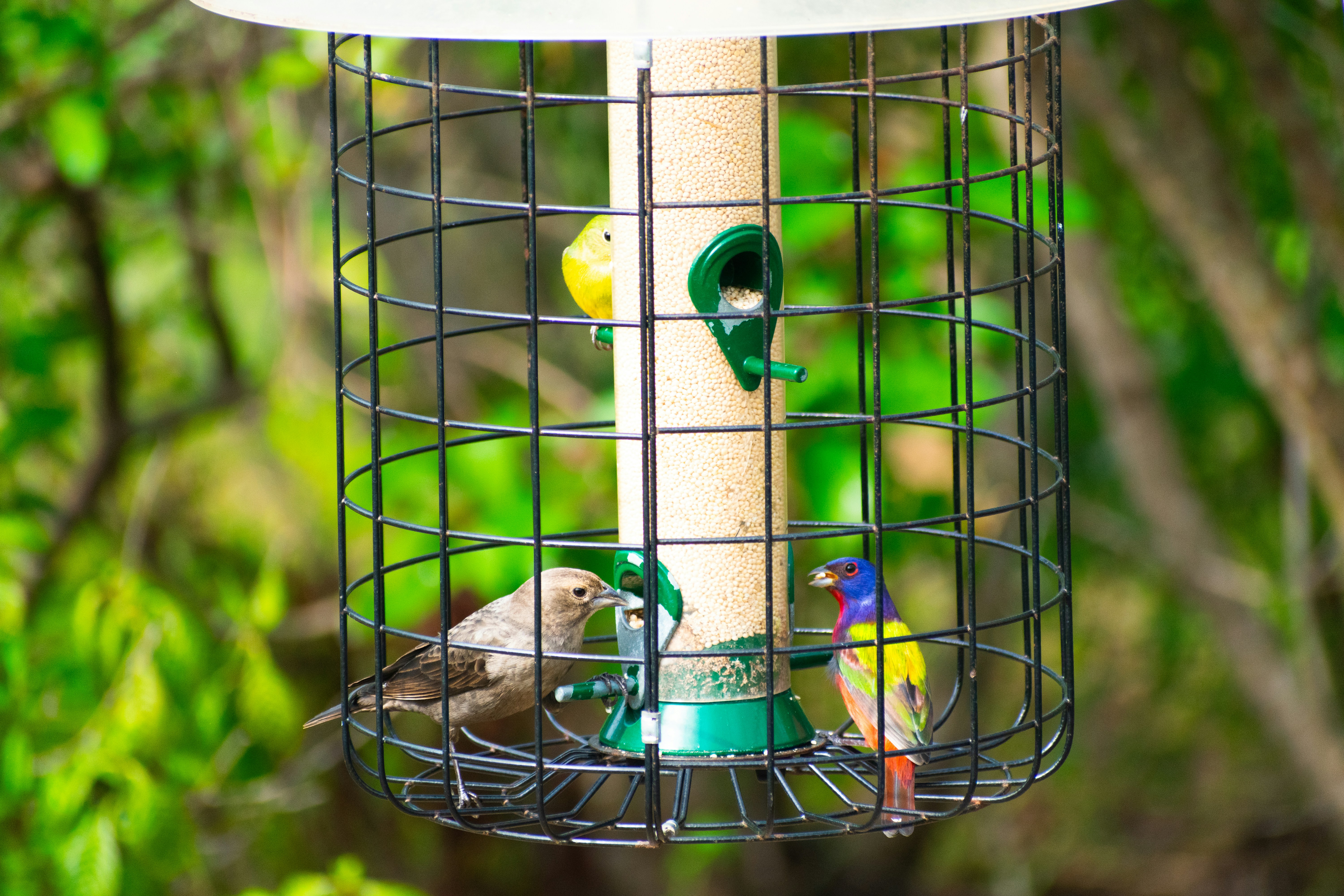 Gaiola para Passarinhos