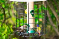 A bird feeder with a cylindrical design enclosed in a black metal cage is seen. Three colorful birds are perched around the feeder, pecking at seeds. One bird has vibrant blue, purple, yellow, and orange plumage, another is smaller with yellow feathers, and the third is a light brown bird. The background consists of lush green foliage, suggesting a natural outdoor setting.