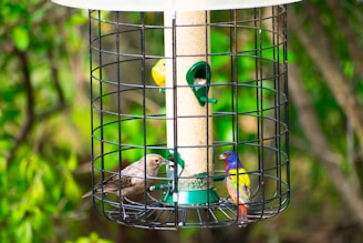A bird feeder with a cylindrical design enclosed in a black metal cage is seen. Three colorful birds are perched around the feeder, pecking at seeds. One bird has vibrant blue, purple, yellow, and orange plumage, another is smaller with yellow feathers, and the third is a light brown bird. The background consists of lush green foliage, suggesting a natural outdoor setting.