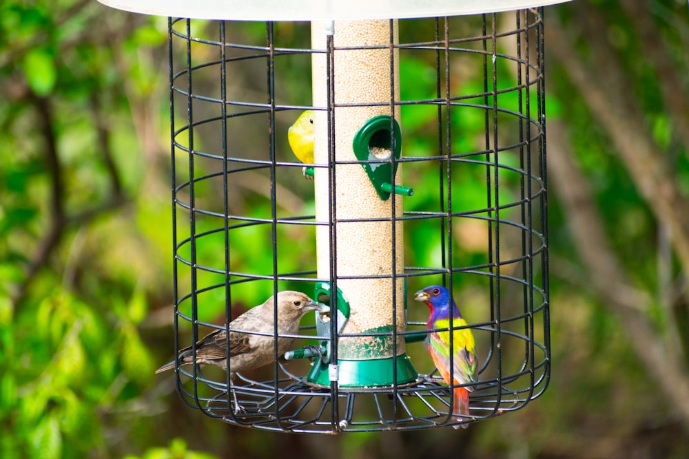 a group of birds that are sitting on a bird feeder