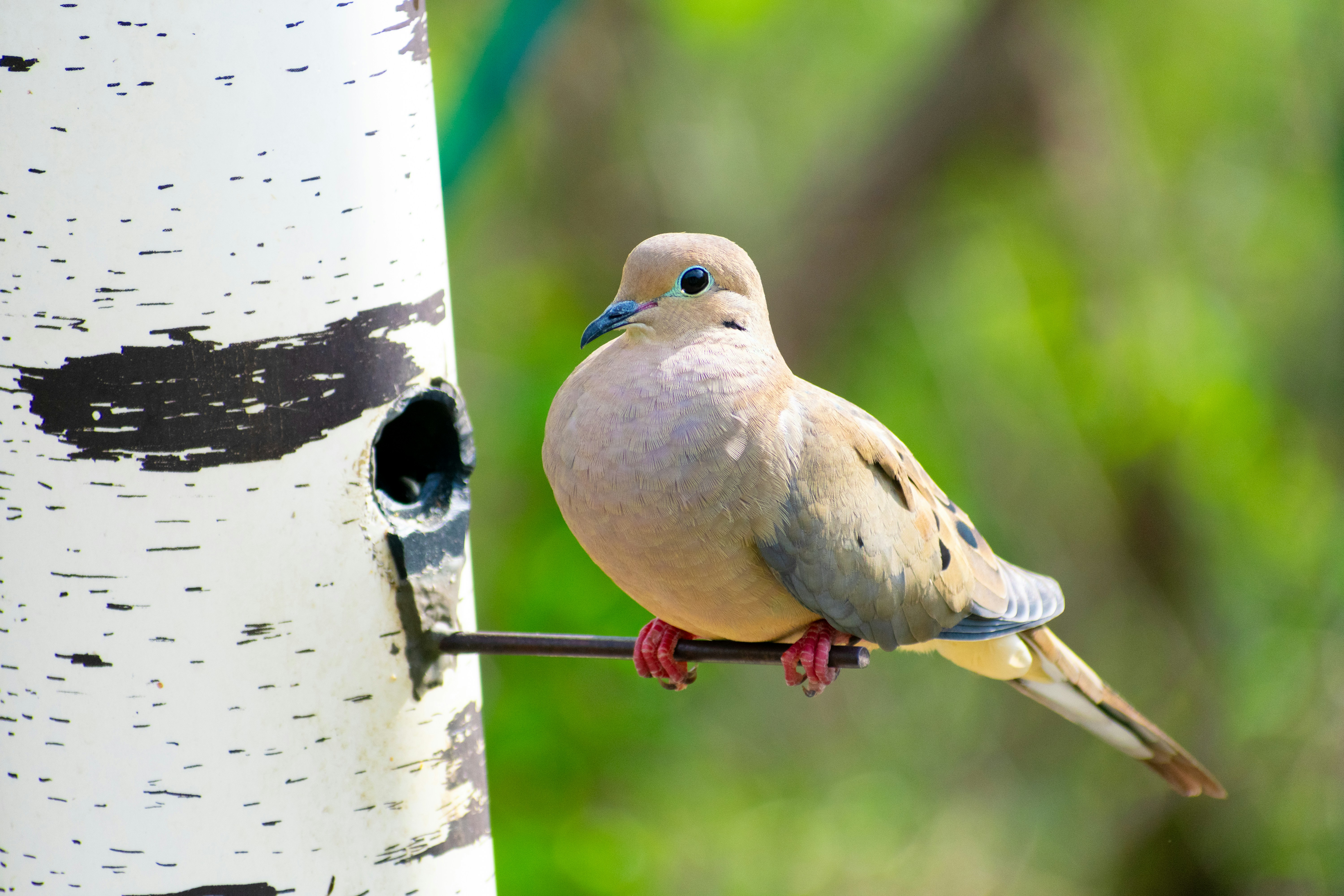un oiseau est perché sur une branche d’arbre