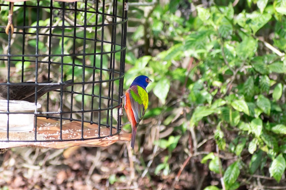 a colorful bird sitting on top of a bird feeder