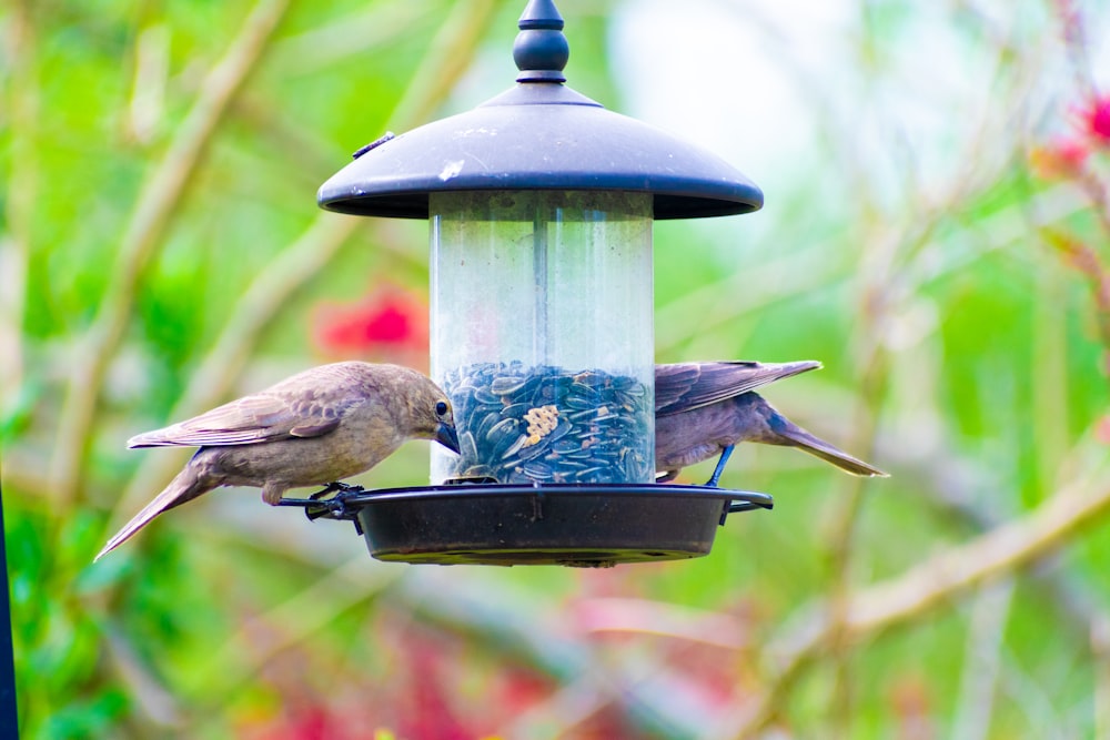 a couple of birds that are on a bird feeder