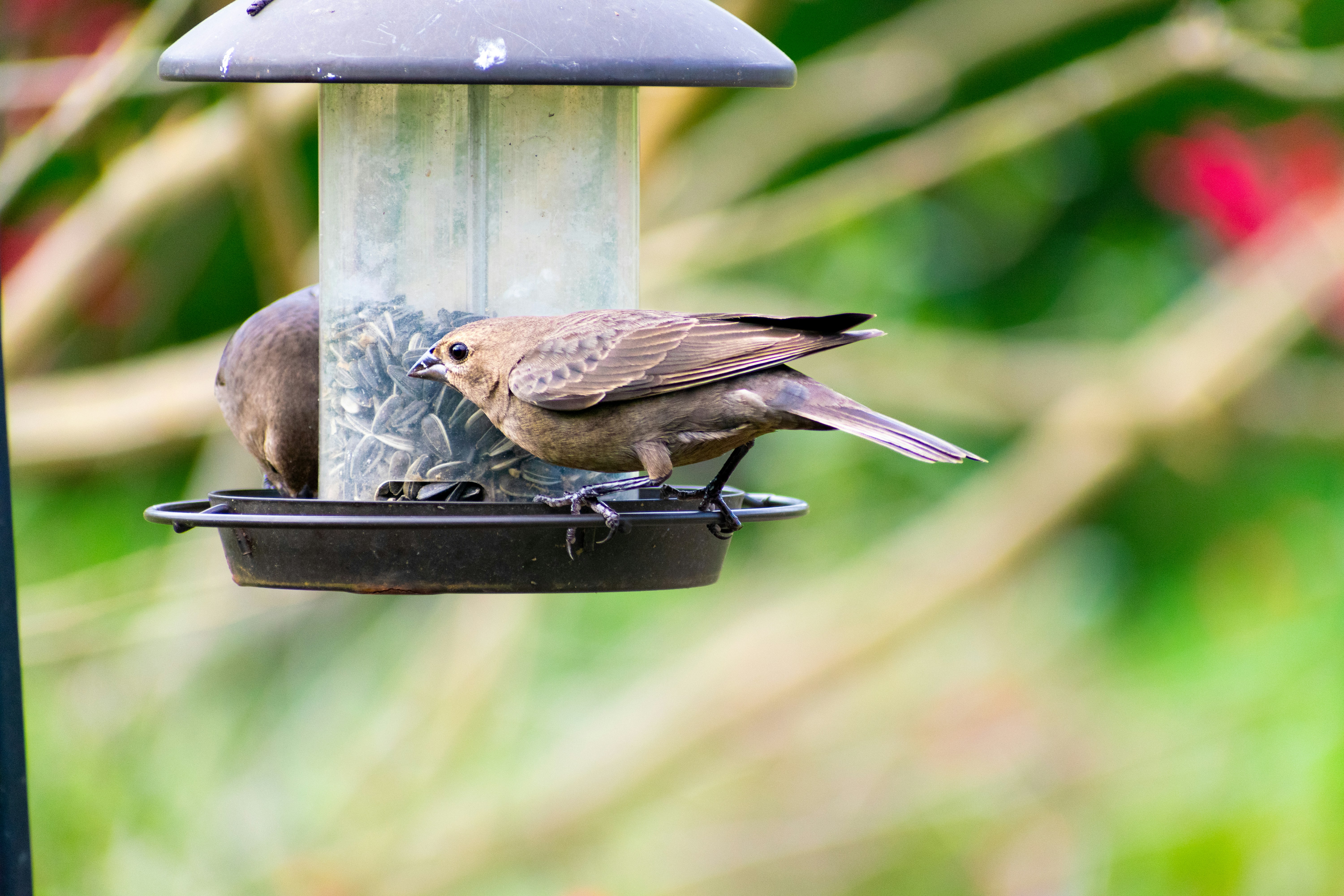 Mélanges alimentaires pour pigeons
