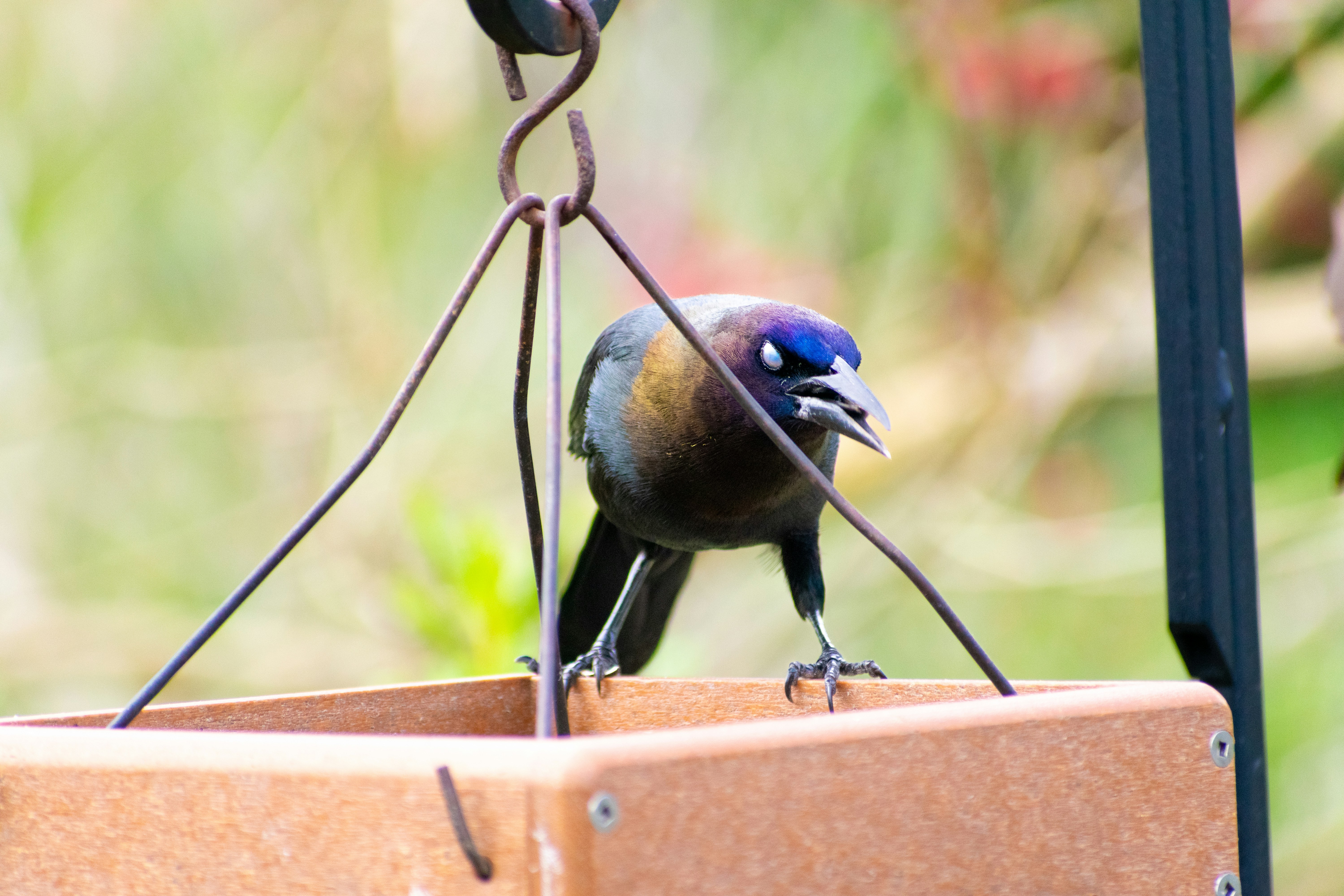 seekor burung duduk di atas penanam coklat
