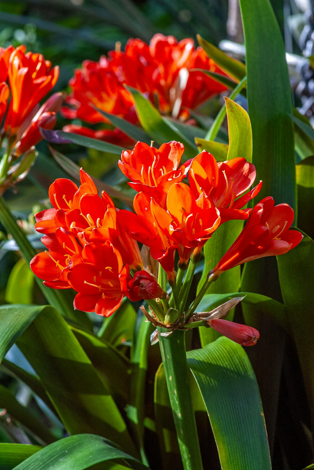 a bunch of red flowers that are in the grass