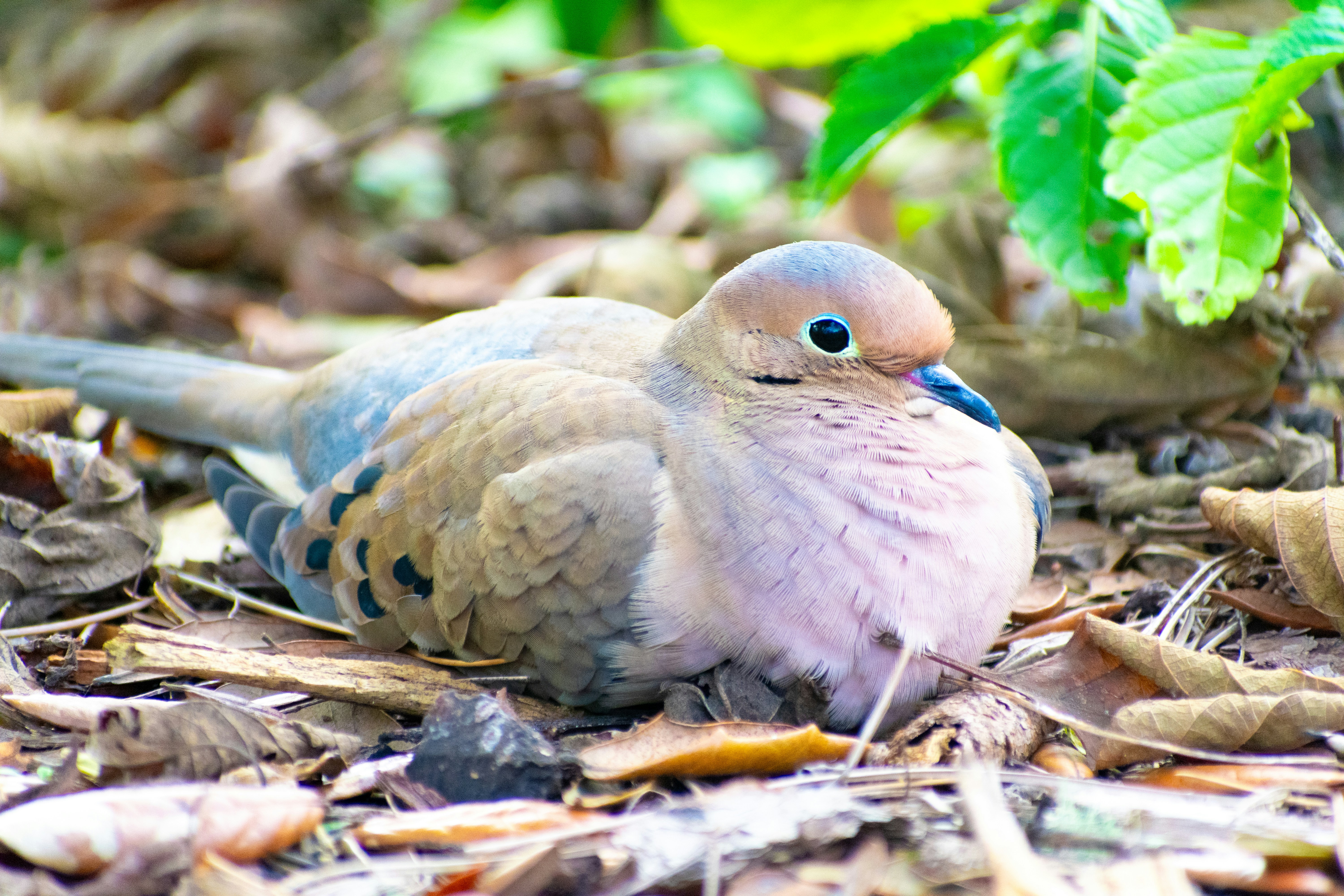 Photo by probablyrobin