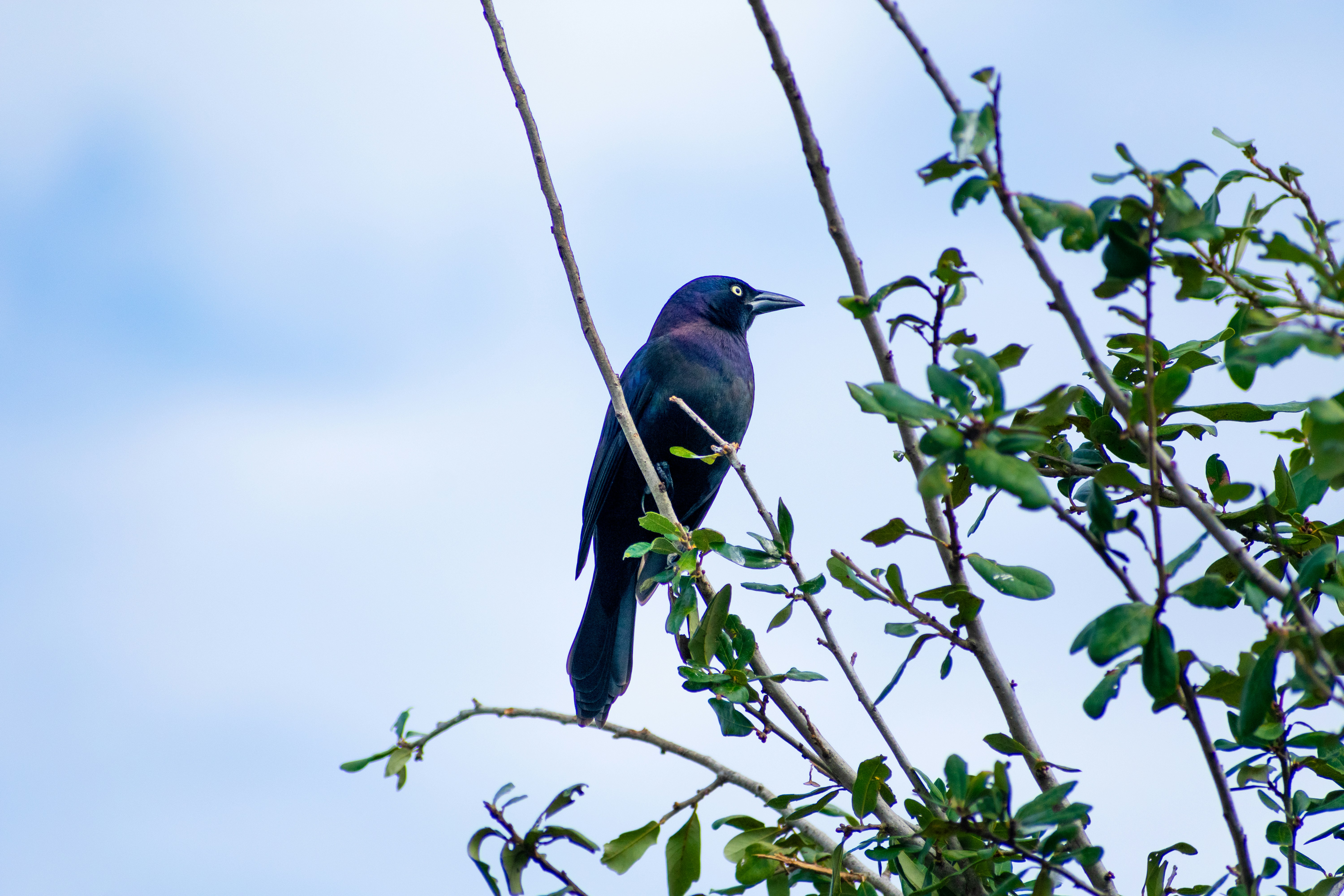 Photo by probablyrobin