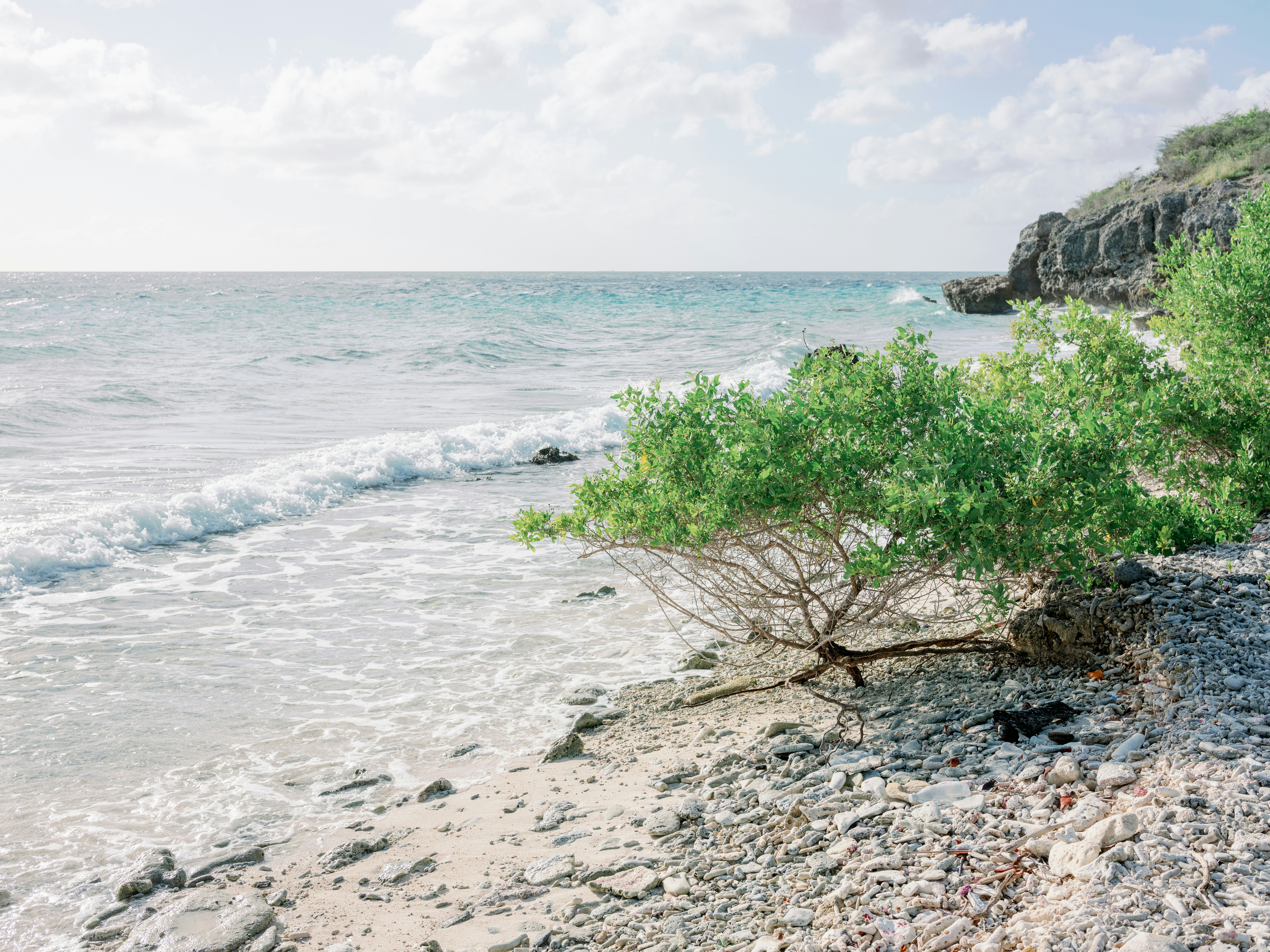 Paysage côtier avec un petit arbre sur une plage rocheuse