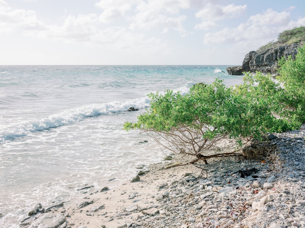 a small tree on a rocky beach next to the ocean