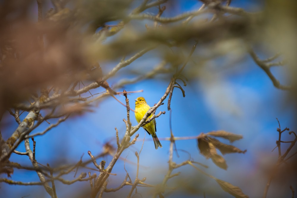 un piccolo uccello giallo appollaiato in cima al ramo di un albero