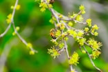 A bee is perched on a branch with young, light green leaves and small buds against a blurred green background. The details of the bee's wings and body are visible, adding an element of natural beauty.