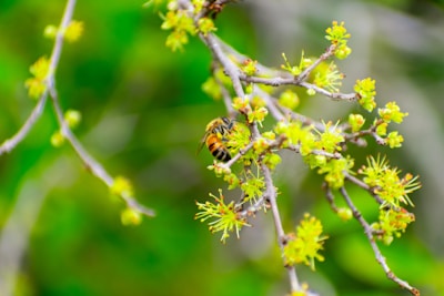 A bee is perched on a branch with young, light green leaves and small buds against a blurred green background. The details of the bee's wings and body are visible, adding an element of natural beauty.