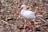 A white bird with a long, slightly curved orange beak and long legs stands amidst a backdrop of dry leaves and branches. The bird's feathers are smooth, and its surroundings appear to be a forest floor with scattered foliage.