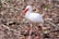 A white bird with a long, slightly curved orange beak and long legs stands amidst a backdrop of dry leaves and branches. The bird's feathers are smooth, and its surroundings appear to be a forest floor with scattered foliage.