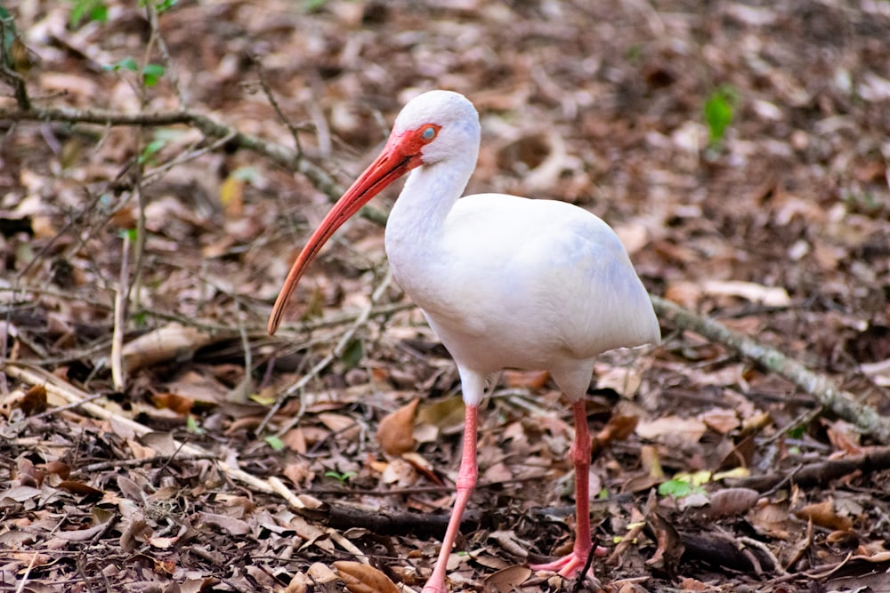 a white bird with a red beak standing in the woods