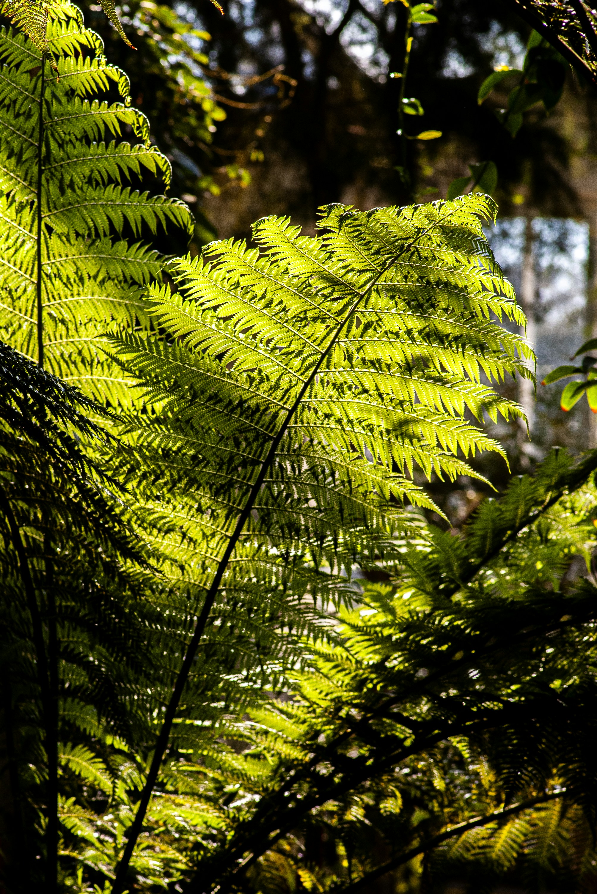 a close up of a green plant with lots of leaves