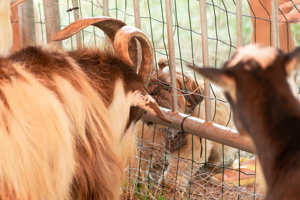 a goat and a goat looking at each other through a fence