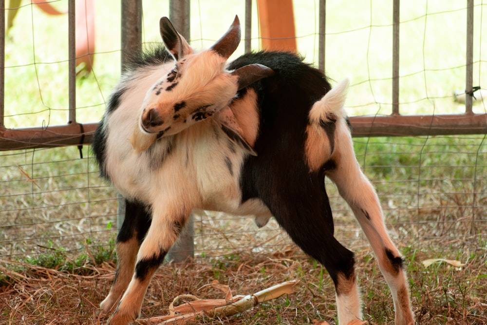 a small goat standing on top of a grass covered field