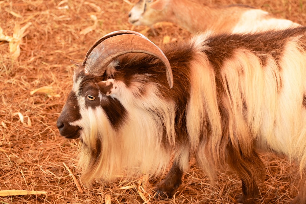 a brown and white goat standing on top of a dry grass field