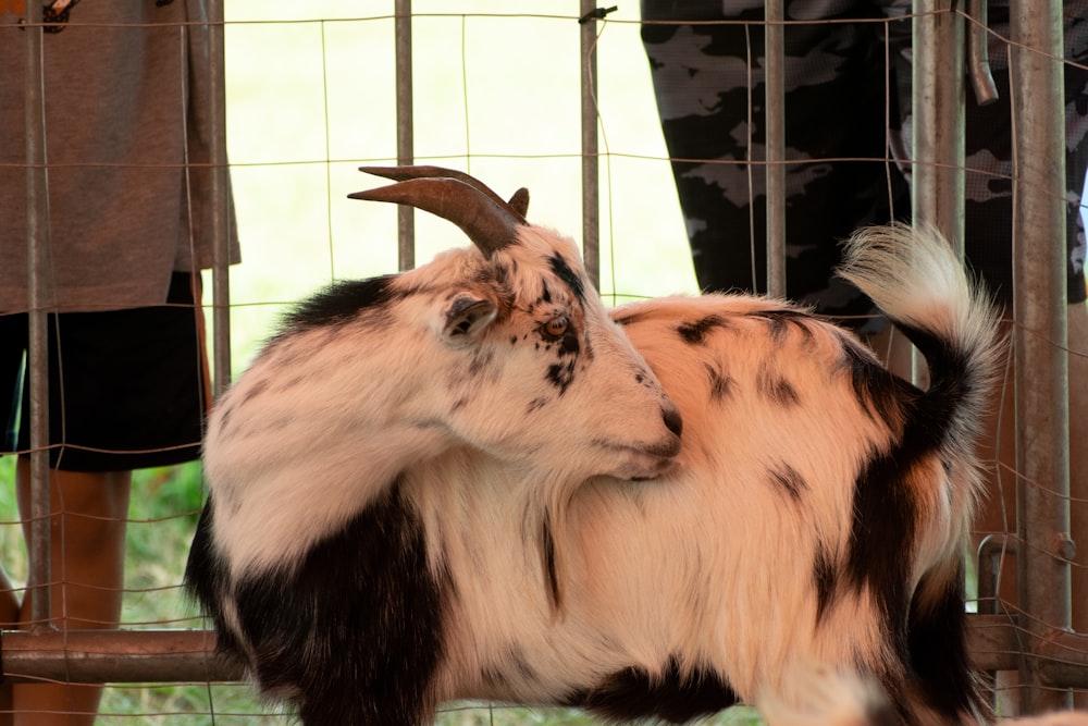 a goat with long horns standing next to a fence