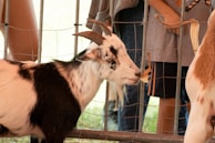A goat with a mix of black and white fur standing near a wire fence. The goat is chewing on some dried leaves or grass. Behind the fence, parts of people, such as legs and arms, are visible, suggesting a petting zoo or farm setting.