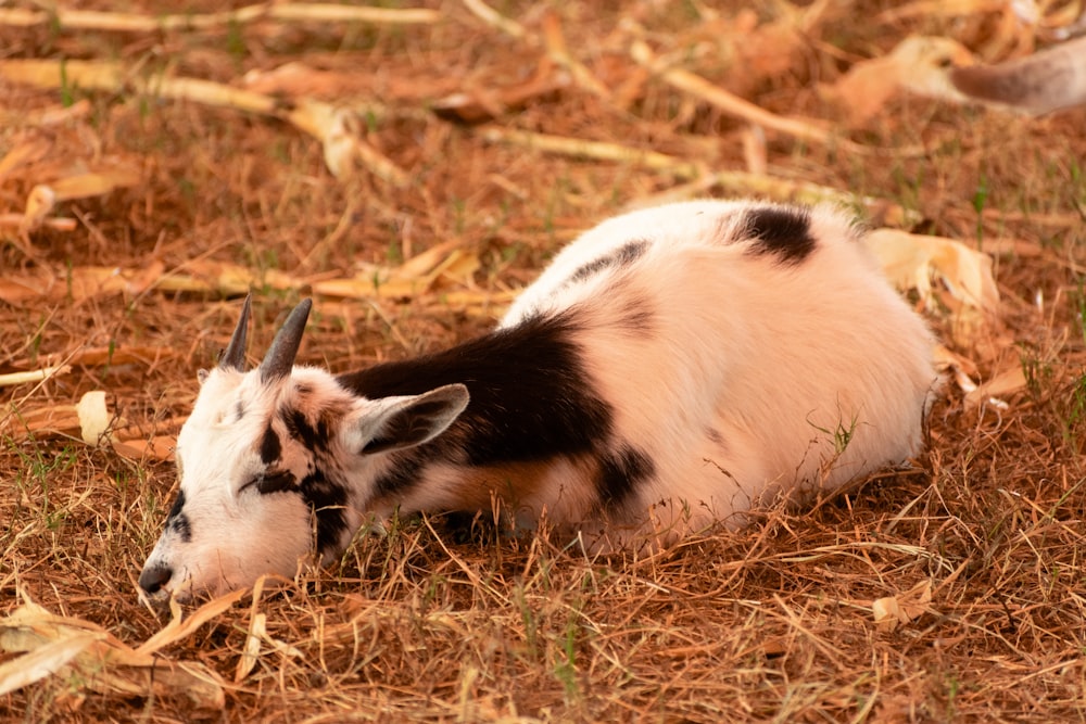 a goat laying on the ground in a field