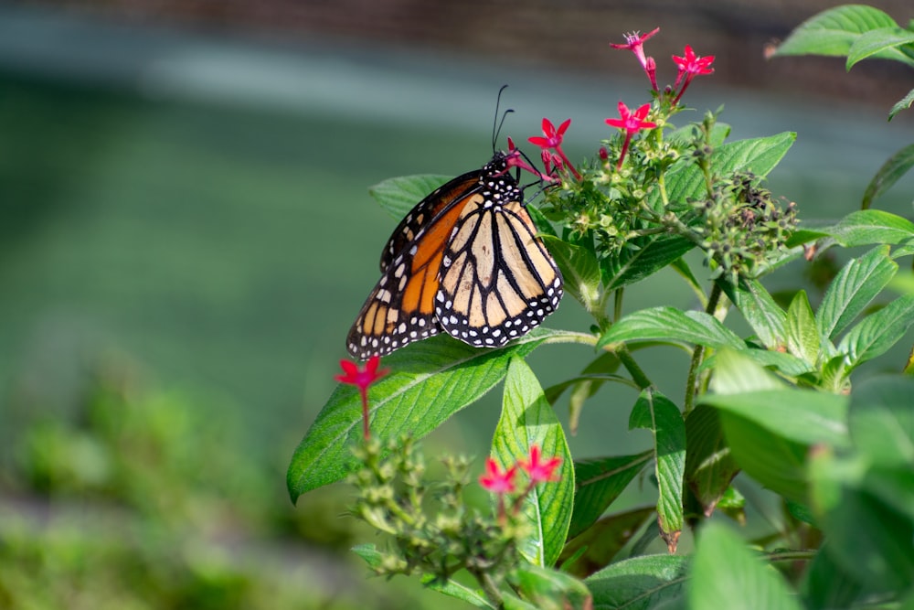 a monarch butterfly resting on a flower