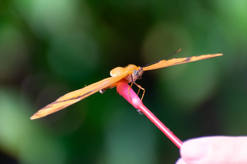 虫のついた花を持っている人の接写