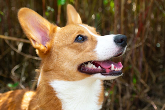A close-up of a happy corgi dog with its mouth open, showing its teeth and looking upwards. The background is a blurred mix of brown and green foliage, suggesting a natural outdoor setting.