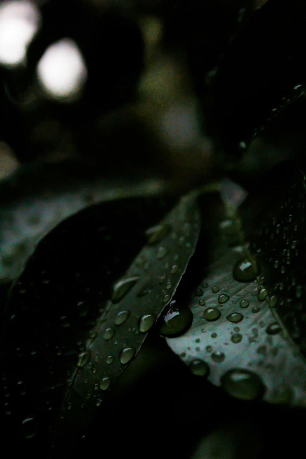 a close up of water droplets on a leaf