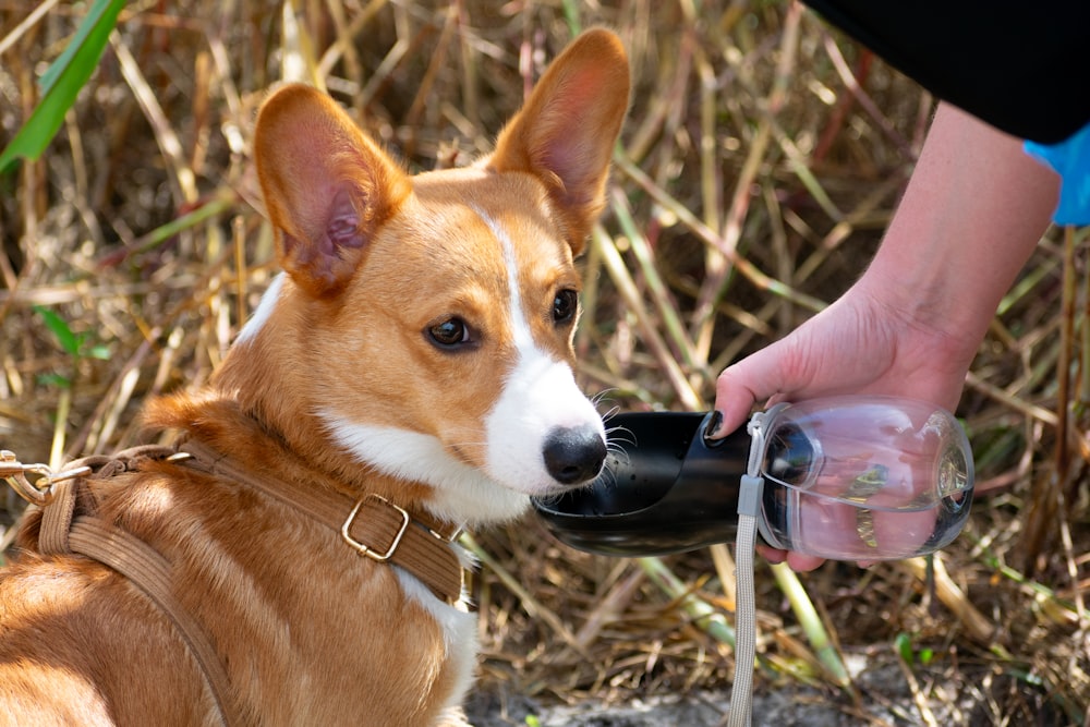a corgi dog drinking out of a water bottle
