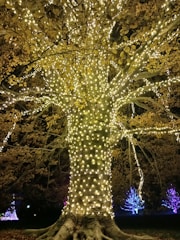 A large tree wrapped in festive holiday lights.