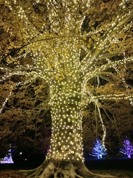 A large tree wrapped in festive holiday lights.
