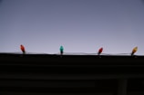 A worker installing colorful Christmas lights on a home.