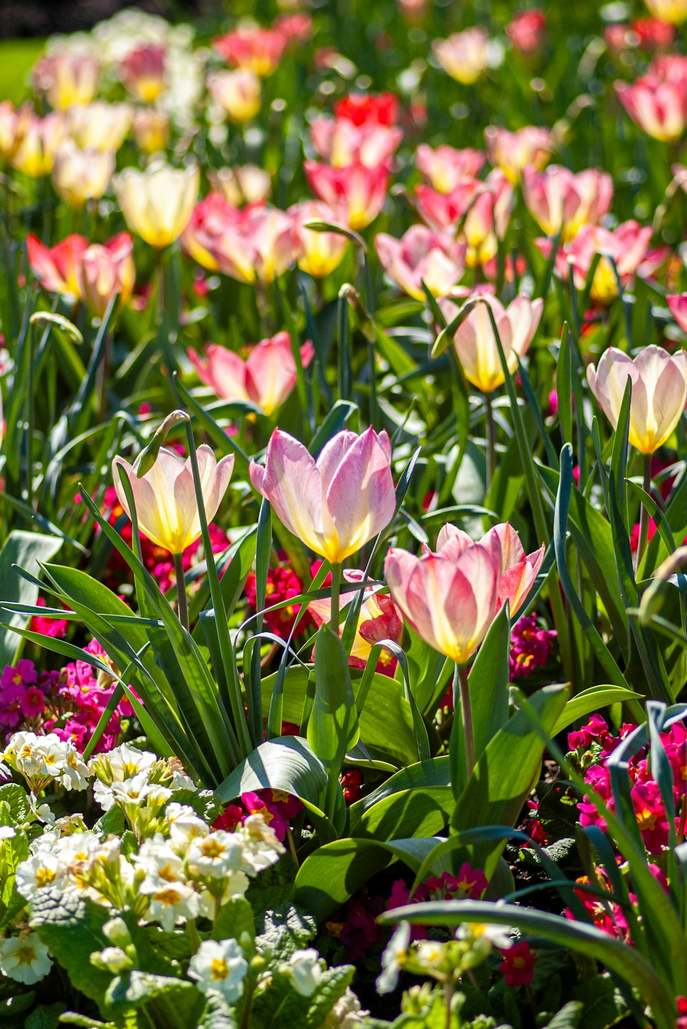 a bunch of flowers that are in the grass